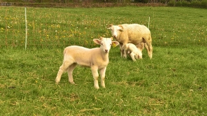 boerencamping met schapenhouderij in Auvergne