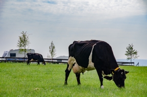 Dit is echt kamperen bij de boer in Groesbeek