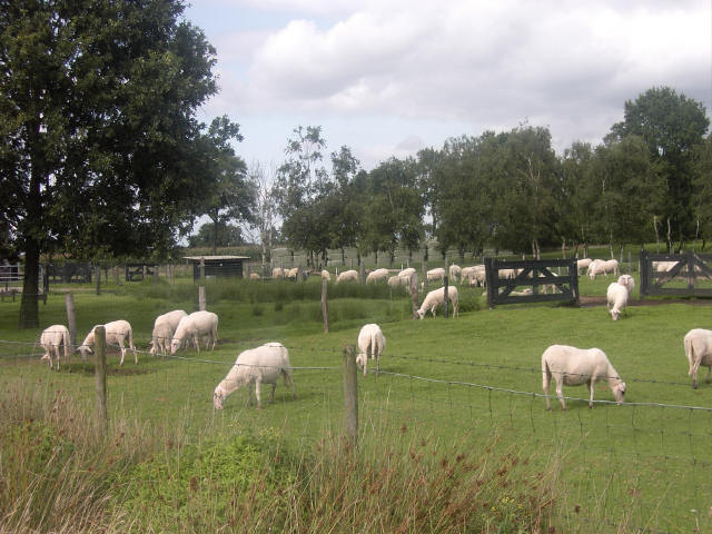 Boerencamping Bij de Schaapskooi in Overijssel