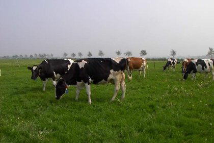 Koeien bij minicamping "Kom es an" In Bronnegerveen